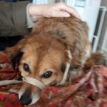 Бути чи не бути у Шостці майданчику для тимчасової перетримки тварин? Депутати міськради взяли під контроль його будівництво