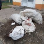 Волонтери розповіли про небезпеку, яка чатує на тварин і їх захисників (сюжет)