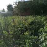 200 кустов мака выращивала на своем приусадебном участке 69-летняя жительница района
